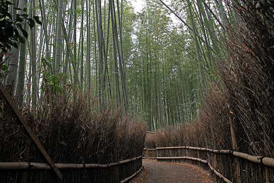 ป่าไผ่ซากาโนะ