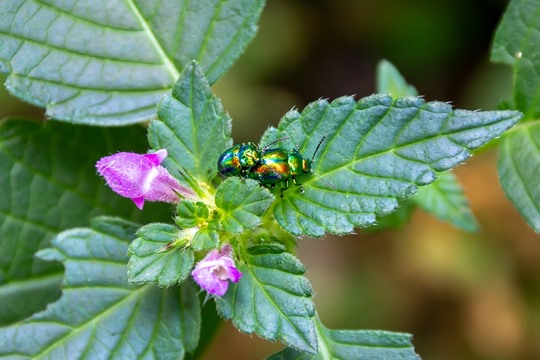 Rainbow leaf beetle
