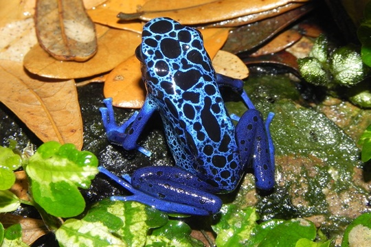 กบลูกดอกสีน้ำเงิน (Blue Poison Dart Frog) มีชื่อวิทยาศาสตร์ว่า Dendrobates tinctorius azureus