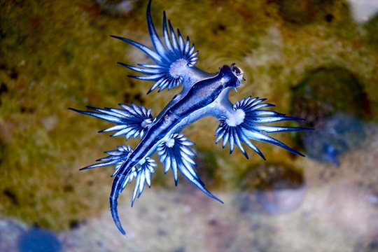 มังกรน้ำเงิน (The Blue Dragon) มีชื่อวิทยาศาสตร์ว่า Glaucus atlanticus 