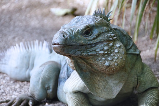 อิกัวนาสีฟ้า (blue iguana) ชื่อวิทยาศาสตร์คือ Cyclura lewisi