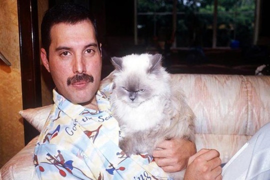 เพื่อนแมวเหมียวของ Freddie Mercury ปี 1988