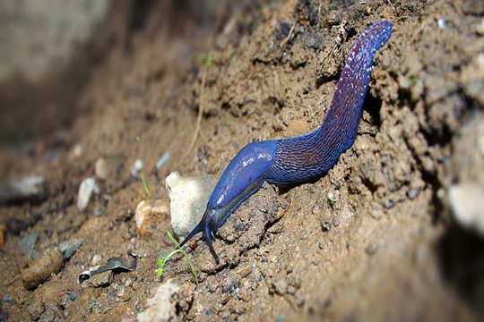 ทากสีน้ำเงิน (The Carpathian blue slug) หรือชื่อวิทยาศาสตร์ Bielzia coerulans