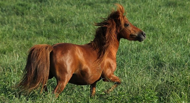 ม้าแคระ - Miniature Horse
