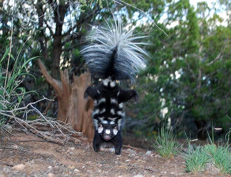 Spotted Skunks ท่าทางการขู่ศัตรูของสกังก์ลายด่าง