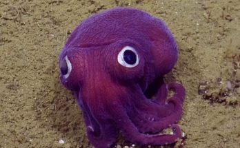 ตุ๊กตาหมึก Stubby squid